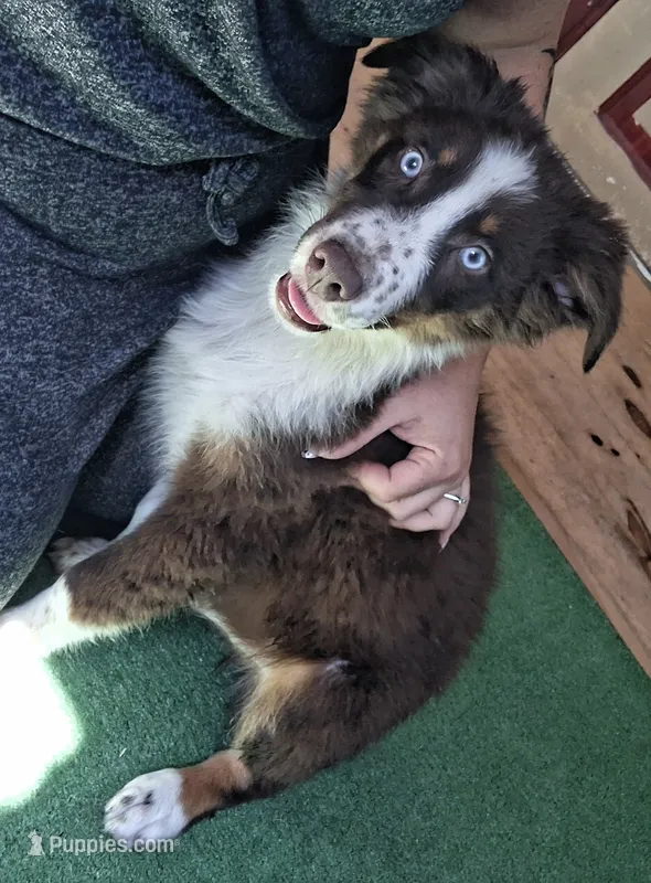 Blue – Australian Shepherd puppy for sale in Constable, NY