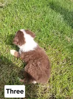 Three, a male Australian Shepherd for sale in Constable, NY – 3 of 3