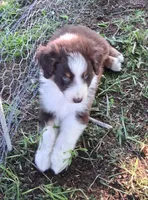 Seven, a male Australian Shepherd for sale in Constable, NY – 2 of 2