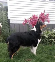 Camo, a male Australian Shepherd for sale in Constable, NY – 8 of 10