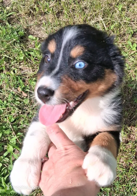 Purple – Australian Shepherd puppy for sale in Constable, NY