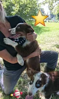 Blue, a male Australian Shepherd for sale in Constable, NY – 5 of 10