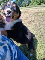 Purple, a female Australian Shepherd for sale in Constable, NY – 3 of 10