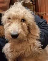 Brown F1 ETB, a male English Goldendoodle for sale in Constable, NY – Photo 1 of 9