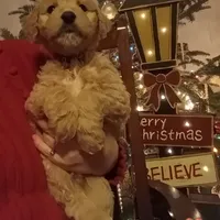 Brown F1 ETB, a male English Goldendoodle for sale in Constable, NY – Photo 2 of 7