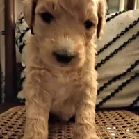 Brown F1 ETB, a male English Goldendoodle for sale in Constable, NY – Photo 5 of 7