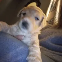 Brown F1 ETB, a male English Goldendoodle for sale in Constable, NY – Photo 4 of 7