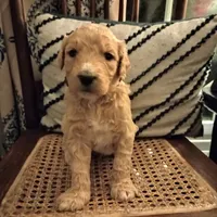 Brown F1 ETB, a male English Goldendoodle for sale in Constable, NY – Photo 7 of 7