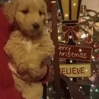 Brown F1 ETB, a male English Goldendoodle for sale in Constable, NY – Photo 3 of 7