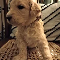 Brown F1 ETB, a male English Goldendoodle for sale in Constable, NY – Photo 6 of 7