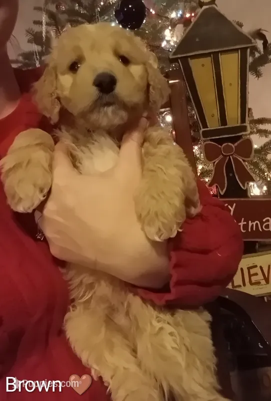 Brown F1 ETB – English Goldendoodle puppy for sale in Constable, NY