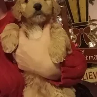 Brown F1 ETB, a male English Goldendoodle for sale in Constable, NY – Photo 1 of 7