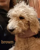 Brown F1 ETB, a male English Goldendoodle for sale in Constable, NY – Photo 2 of 9