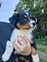Purple, a female Australian Shepherd for sale in Constable, NY – 6 of 10
