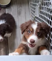 Three, a male Australian Shepherd for sale in Constable, NY – 3 of 9
