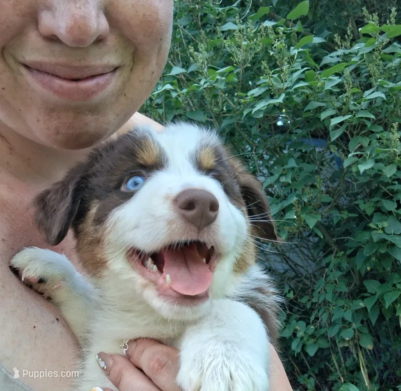Camo – Australian Shepherd puppy for sale in Constable, NY