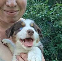 Camo, a male Australian Shepherd for sale in Constable, NY – 1 of 10