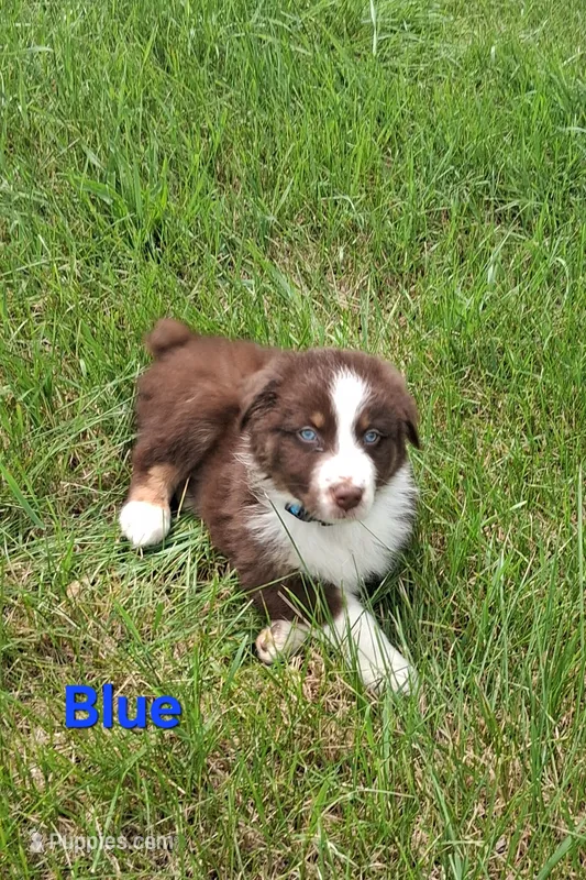 Blue – Australian Shepherd puppy for sale in Constable, NY