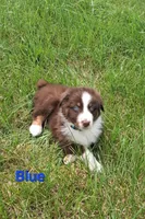 Blue, a male Australian Shepherd for sale in Constable, NY – 1 of 7
