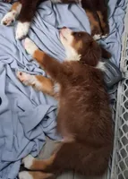 Three, a male Australian Shepherd for sale in Constable, NY – 5 of 9