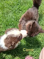 Camo, a male Australian Shepherd for sale in Constable, NY – 5 of 10