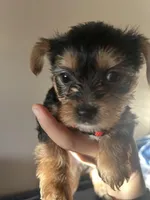 Sallie, a female Yorkshire Terrier for sale in Santa Ana, CA – Photo 3 of 4