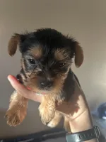 Sallie, a female Yorkshire Terrier for sale in Santa Ana, CA – Photo 2 of 4