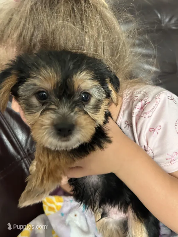 Ace – Yorkshire Terrier puppy for sale in Santa Ana, CA