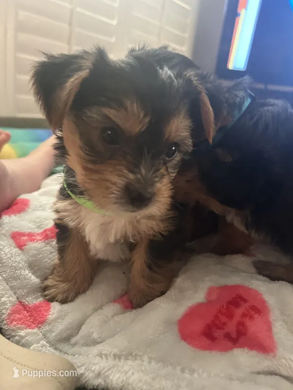 Ace, a male Yorkshire Terrier for sale in Santa Ana, CA – Photo 1 of 2