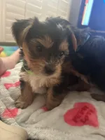 Ace, a male Yorkshire Terrier for sale in Santa Ana, CA – Photo 1 of 2