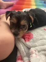 Ace, a male Yorkshire Terrier for sale in Santa Ana, CA – Photo 2 of 2