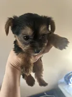 Sandy, a female Yorkshire Terrier for sale in Santa Ana, CA – Photo 4 of 4