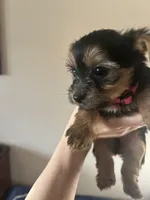 Sandy, a female Yorkshire Terrier for sale in Santa Ana, CA – Photo 3 of 4