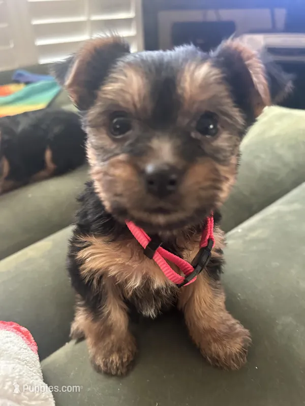 Sandy, a female Yorkshire Terrier for sale in Santa Ana, CA – Photo 1 of 4