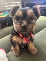 Sandy, a female Yorkshire Terrier for sale in Santa Ana, CA – Photo 1 of 4