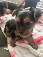 Sandy, a female Yorkshire Terrier for sale in Santa Ana, CA – Photo 2 of 4