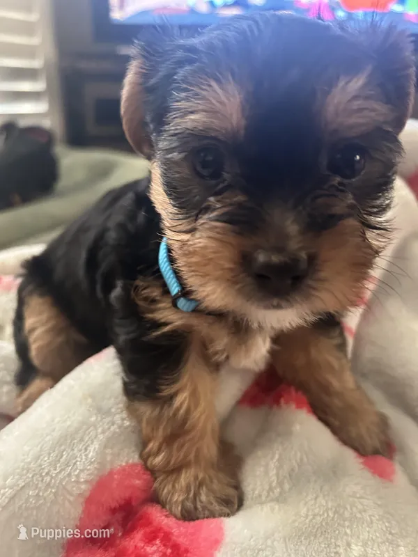Milo, a male Yorkshire Terrier for sale in Santa Ana, CA – Photo 1 of 1