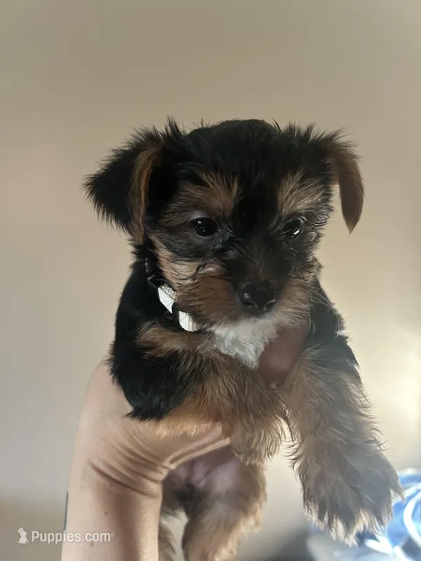 Snowball, a female Yorkshire Terrier for sale in Santa Ana, CA – Photo 1 of 1