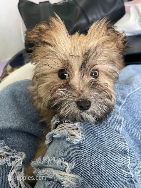 Choco – Pomeranian, Yorkshire Terrier puppy for sale in South Holland, IL