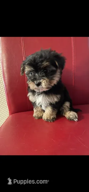 Squeaky – Pomeranian, Yorkshire Terrier puppy for sale in South Holland, IL