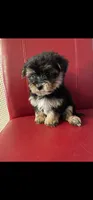 Squeaky, a female Pomeranian and Yorkshire Terrier for sale in South Holland, IL – 1 of 1