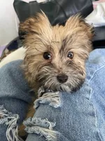 Choco, a female Pomeranian and Yorkshire Terrier for sale in South Holland, IL – 3 of 3