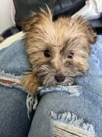 Choco, a female Pomeranian and Yorkshire Terrier for sale in South Holland, IL – 1 of 3