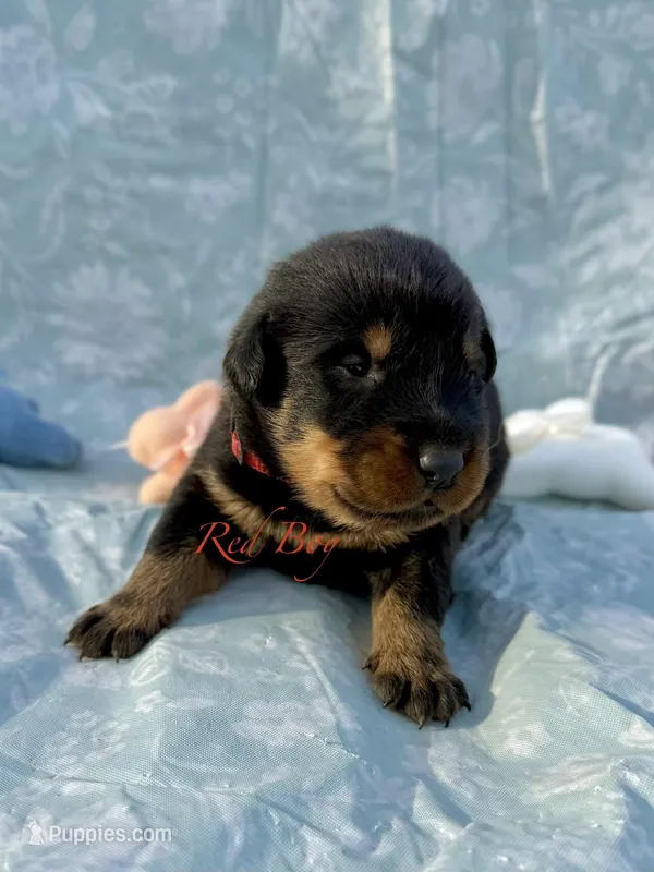 Red Collar Boy – Beauceron puppy for sale in Boonville, IN