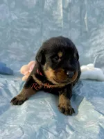 Red Collar Boy, a male Beauceron for sale in Boonville, IN – 5 of 5