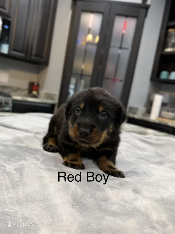 Red Collar Boy – Beauceron puppy for sale in Boonville, IN