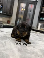 Red Collar Boy, a male Beauceron for sale in Boonville, IN – 3 of 5