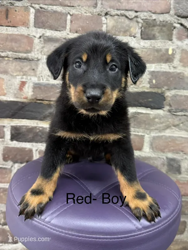 Red Collar Boy – Beauceron puppy for sale in Boonville, IN