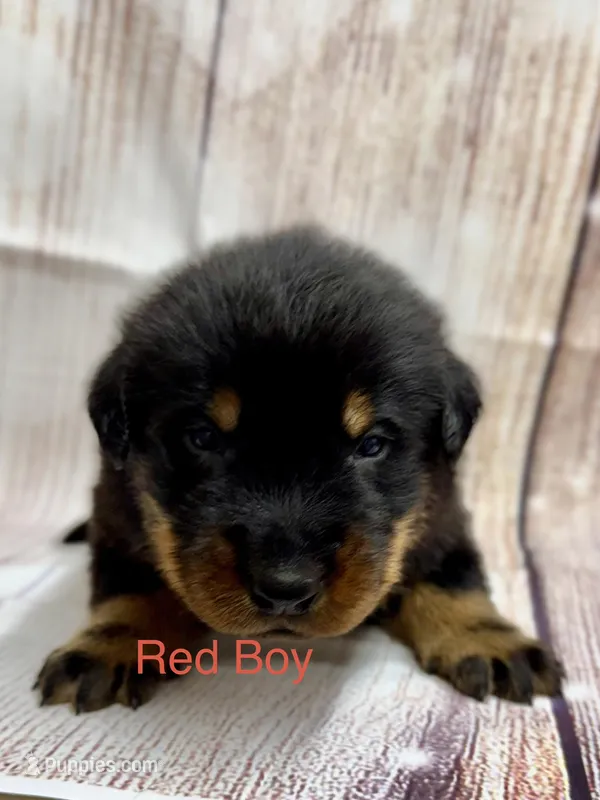 Red Collar Boy – Beauceron puppy for sale in Boonville, IN