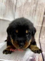 Red Collar Boy, a male Beauceron for sale in Boonville, IN – 4 of 5